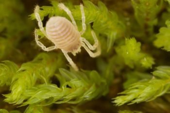 Media type: image;   Invertebrate Zoology 29554
